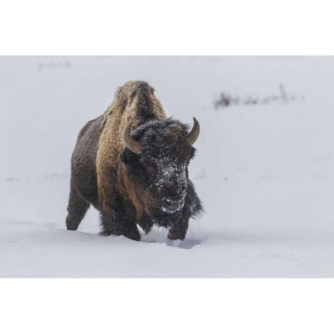 Wyoming, Yellowstone NP Bison walking in snow Black Modern Wood Framed Art Print by Illg, Cathy and Gordon