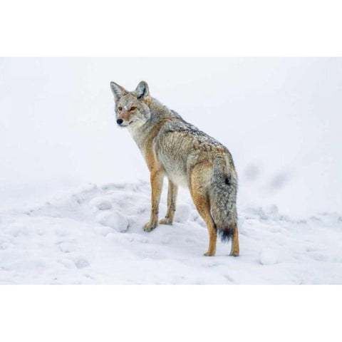 Wyoming, Yellowstone NP Coyote on alert in snow Black Modern Wood Framed Art Print by Illg, Cathy and Gordon