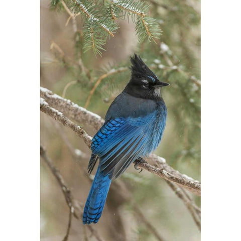 Wyoming, Yellowstone Stellers jay bird in tree Black Modern Wood Framed Art Print by Illg, Cathy and Gordon