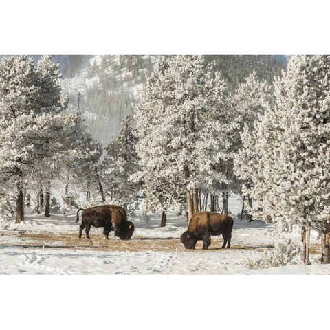 Wyoming, Yellowstone NP Winter grazing bison Black Modern Wood Framed Art Print by Illg, Cathy and Gordon