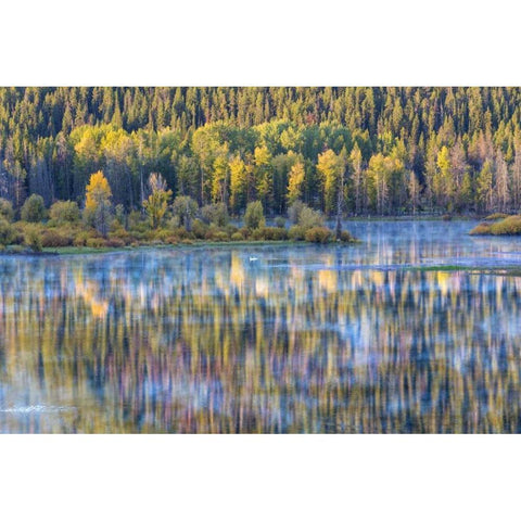 WY, Grand Tetons Swans and forest reflection White Modern Wood Framed Art Print by Paulson, Don