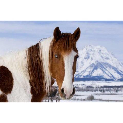 WY, Grand Tetons Pinto horse and Mount Moran Black Modern Wood Framed Art Print by Bush, Marie