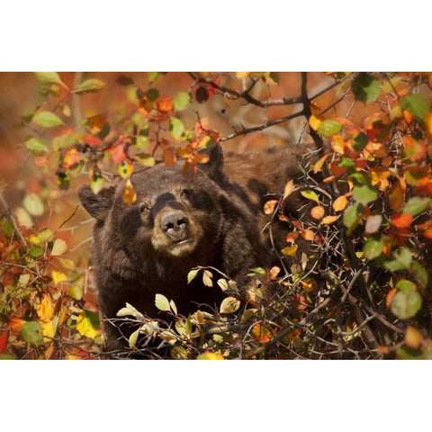 WY, Grand Tetons Black bear foraging for berries Gold Ornate Wood Framed Art Print with Double Matting by Grall, Don
