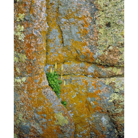 WY, Vedauwoo Park Poker heuchera plant White Modern Wood Framed Art Print by Terrill, Steve
