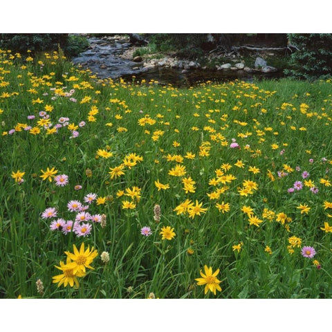 WY, Medicine Bow NF Golden mountain arnicas White Modern Wood Framed Art Print by Terrill, Steve