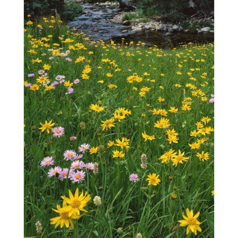 WY, Medicine Bow NF Golden mountain arnicas Black Modern Wood Framed Art Print by Terrill, Steve