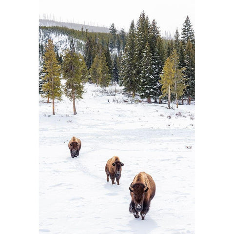 Wyoming-Yellowstone National Park Bison walking in snow  Black Modern Wood Framed Art Print by Jaynes Gallery