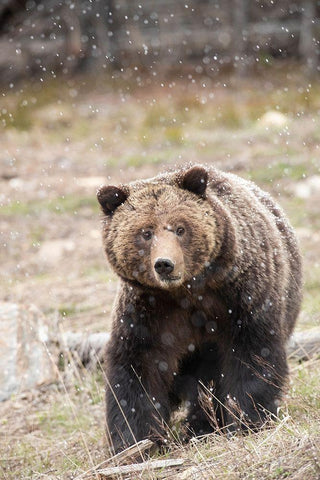 close-up Grizzly bear sow in spring snowfall  White Modern Wood Framed Art Print with Double Matting by Jaynes Gallery