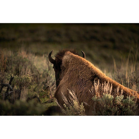 Wyoming-Yellowstone National Park Bison resting at sunset  Black Modern Wood Framed Art Print with Double Matting by Jaynes Gallery