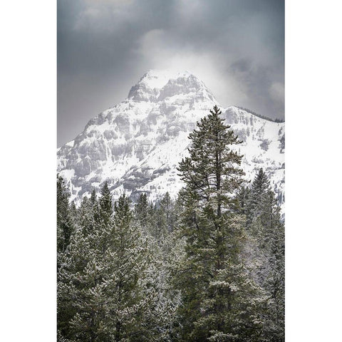 Wyoming-Yellowstone National Park Spring snow storm on mountain  Black Modern Wood Framed Art Print by Jaynes Gallery