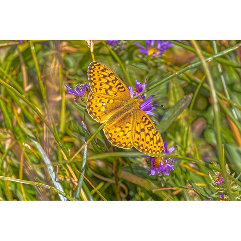 USA-Wyoming-Laramie Zerene fritillary close-up Black Modern Wood Framed Art Print by Jaynes Gallery