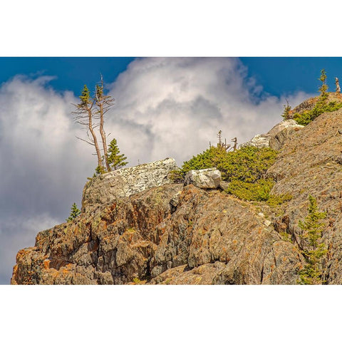 USA-Wyoming-Snowy Range Struggling pine trees growing from rock Black Modern Wood Framed Art Print by Jaynes Gallery