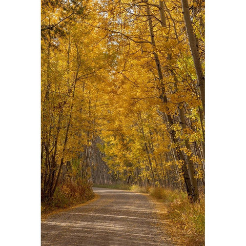 USA-Wyoming-Grand Teton National Park Road through fall aspen trees Black Modern Wood Framed Art Print by Jaynes Gallery