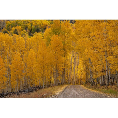 USA-Wyoming-Grand Teton National Park Road through fall aspen trees Black Modern Wood Framed Art Print by Jaynes Gallery