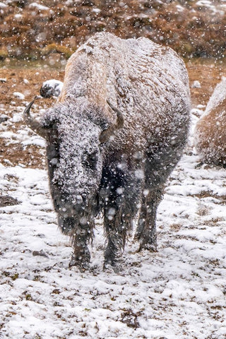 USA- Wyoming- Yellowstone National Park. Bison in falling snow. Black Ornate Wood Framed Art Print with Double Matting by Jaynes Gallery