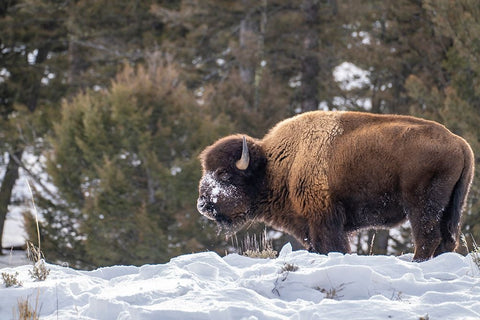 USA- Wyoming- Yellowstone National Park. Bison eating in snow. Black Ornate Wood Framed Art Print with Double Matting by Jaynes Gallery