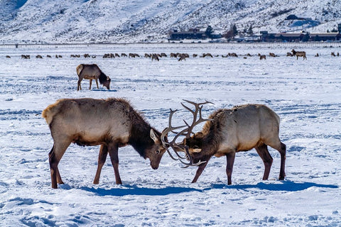 USA- Wyoming- National Elk Refuge. Bull elks sparring. Black Ornate Wood Framed Art Print with Double Matting by Jaynes Gallery