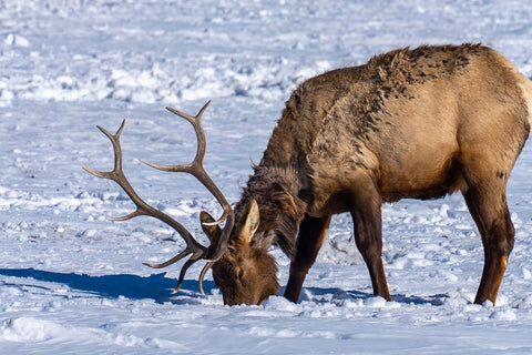 USA- Wyoming- National Elk Refuge. Bull elk seeking food beneath snow. Black Ornate Wood Framed Art Print with Double Matting by Jaynes Gallery