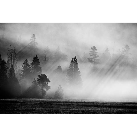 USA-Wyoming-Yellowstone National Park-Early morning fog with light rays through the trees White Modern Wood Framed Art Print by Hopkins, Cindy Miller