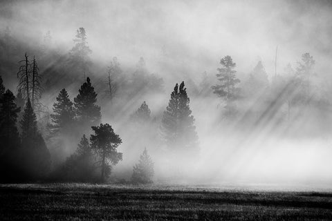 USA-Wyoming-Yellowstone National Park-Early morning fog with light rays through the trees White Modern Wood Framed Art Print with Double Matting by Hopkins, Cindy Miller