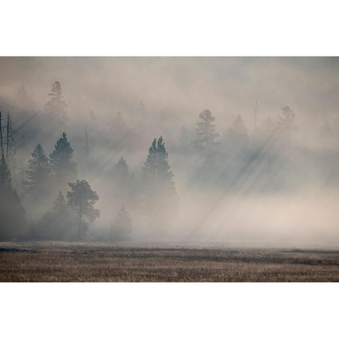 USA-Wyoming-Yellowstone National Park-Early morning fog with light rays through the trees Black Modern Wood Framed Art Print with Double Matting by Hopkins, Cindy Miller