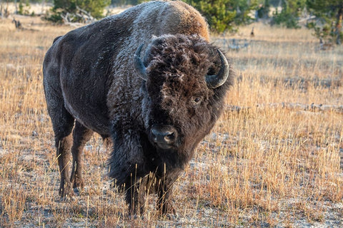 USA-Wyoming-Yellowstone National Park-Upper Geyser Basin-Lone male American bison-aka buffalo with  White Modern Wood Framed Art Print with Double Matting by Hopkins, Cindy Miller