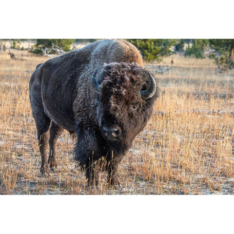 USA-Wyoming-Yellowstone National Park-Upper Geyser Basin-Lone male American bison-aka buffalo with  Black Modern Wood Framed Art Print by Hopkins, Cindy Miller