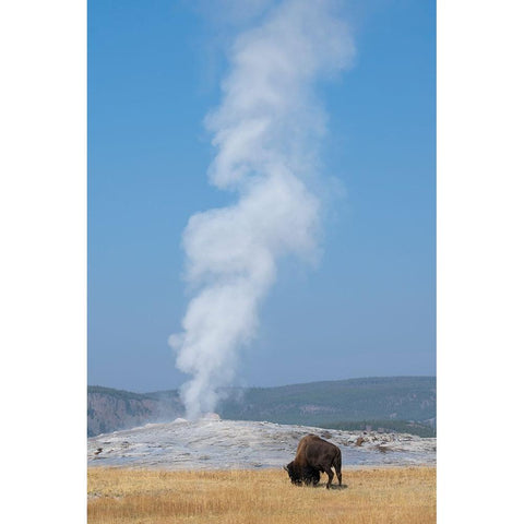 USA-Wyoming-Yellowstone National Park-Upper Geyser Basin-Lone male American bison-aka buffalo-in fr Black Modern Wood Framed Art Print by Hopkins, Cindy Miller