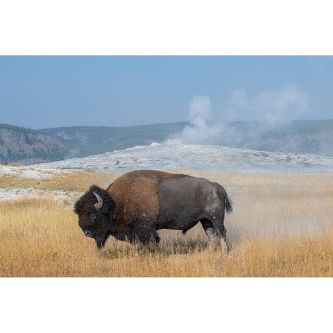 USA-Wyoming-Yellowstone National Park-Upper Geyser Basin-Lone male American bison-aka buffalo right White Modern Wood Framed Art Print by Hopkins, Cindy Miller