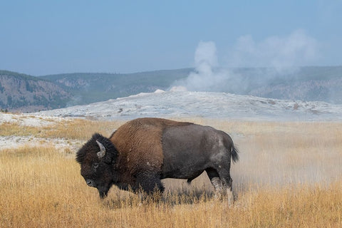 USA-Wyoming-Yellowstone National Park-Upper Geyser Basin-Lone male American bison-aka buffalo right White Modern Wood Framed Art Print with Double Matting by Hopkins, Cindy Miller