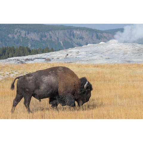 USA-Wyoming-Yellowstone National Park-Upper Geyser Basin-Lone male American bison-aka buffalo-in fr Gold Ornate Wood Framed Art Print with Double Matting by Hopkins, Cindy Miller