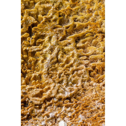USA-Wyoming-Yellowstone National Park-Black Sand Basin-Detail of colorful thermophile bacteria mat Black Modern Wood Framed Art Print with Double Matting by Hopkins, Cindy Miller
