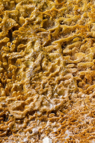 USA-Wyoming-Yellowstone National Park-Black Sand Basin-Detail of colorful thermophile bacteria mat White Modern Wood Framed Art Print with Double Matting by Hopkins, Cindy Miller