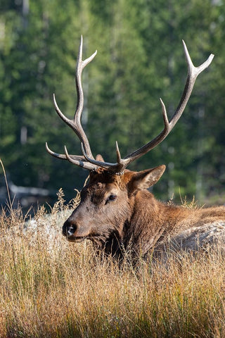 USA-Wyoming-Yellowstone National Park-Madison-Madison River-Male North American elk Black Ornate Wood Framed Art Print with Double Matting by Hopkins, Cindy Miller
