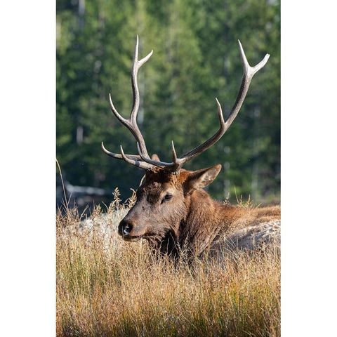 USA-Wyoming-Yellowstone National Park-Madison-Madison River-Male North American elk White Modern Wood Framed Art Print by Hopkins, Cindy Miller