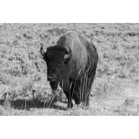 USA-Wyoming-Yellowstone National Park-Lamar Valley-American bison White Modern Wood Framed Art Print by Hopkins, Cindy Miller