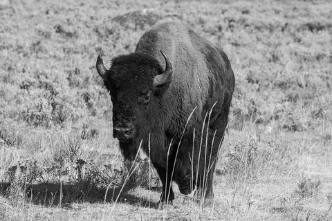 USA-Wyoming-Yellowstone National Park-Lamar Valley-American bison Black Ornate Wood Framed Art Print with Double Matting by Hopkins, Cindy Miller