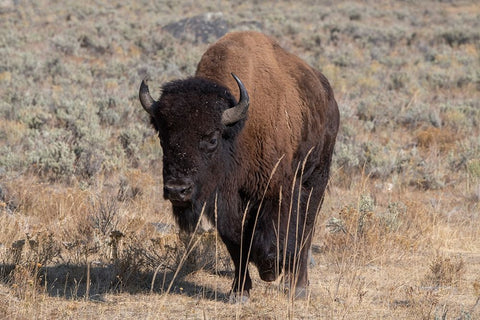 USA-Wyoming-Yellowstone National Park-Lamar Valley-American bison White Modern Wood Framed Art Print with Double Matting by Hopkins, Cindy Miller