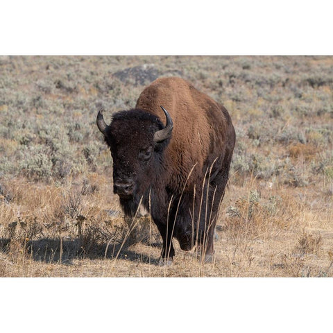 USA-Wyoming-Yellowstone National Park-Lamar Valley-American bison White Modern Wood Framed Art Print by Hopkins, Cindy Miller
