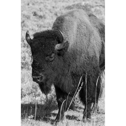 USA-Wyoming-Yellowstone National Park-Lamar Valley-Male American bison White Modern Wood Framed Art Print by Hopkins, Cindy Miller