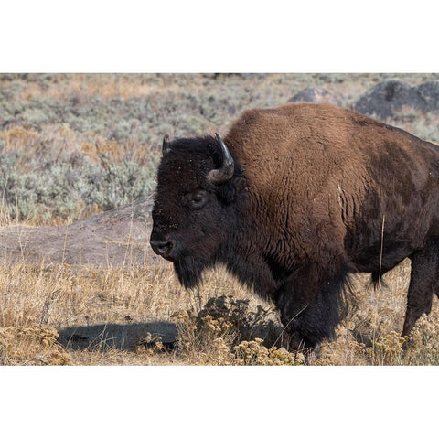 USA-Wyoming-Yellowstone National Park-Lamar Valley-Male American bison Black Modern Wood Framed Art Print with Double Matting by Hopkins, Cindy Miller