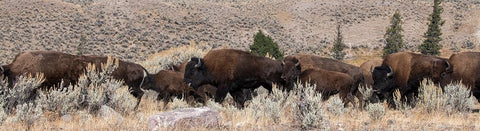 USA-Wyoming-Yellowstone National Park-Lamar Valley-Herd of American bison White Modern Wood Framed Art Print with Double Matting by Hopkins, Cindy Miller