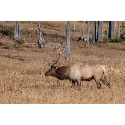 USA-Wyoming-Yellowstone National Park-Madison-Male North American elk White Modern Wood Framed Art Print by Hopkins, Cindy Miller
