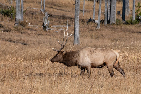 USA-Wyoming-Yellowstone National Park-Madison-Male North American elk White Modern Wood Framed Art Print with Double Matting by Hopkins, Cindy Miller