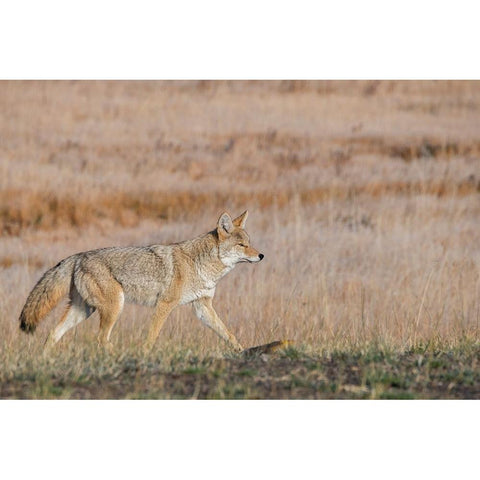 USA-Wyoming-Yellowstone National Park-Biscuit Basin-Coyote Black Modern Wood Framed Art Print by Hopkins, Cindy Miller