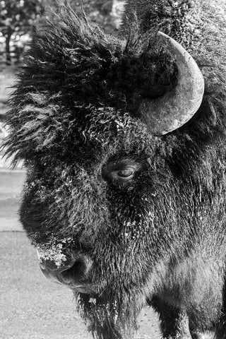 USA-Wyoming-Yellowstone National Park-Lone male American bison-aka buffalo with frost on face-Head  Black Ornate Wood Framed Art Print with Double Matting by Hopkins, Cindy Miller