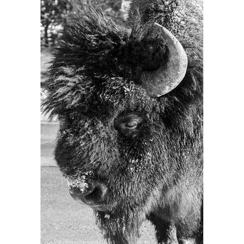 USA-Wyoming-Yellowstone National Park-Lone male American bison-aka buffalo with frost on face-Head  Black Modern Wood Framed Art Print with Double Matting by Hopkins, Cindy Miller