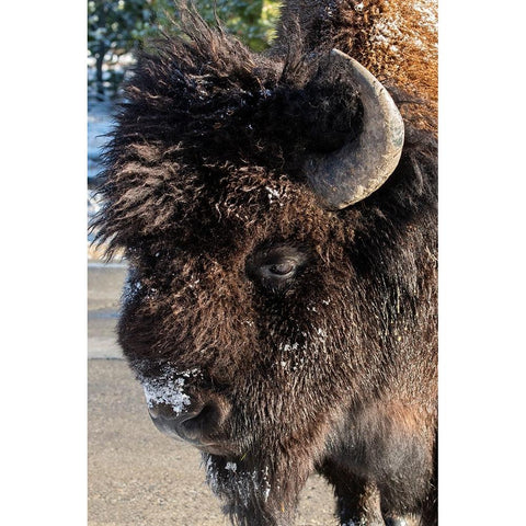 USA-Wyoming-Yellowstone National Park-Lone male American bison-aka buffalo with frost on face-Head  Black Modern Wood Framed Art Print by Hopkins, Cindy Miller
