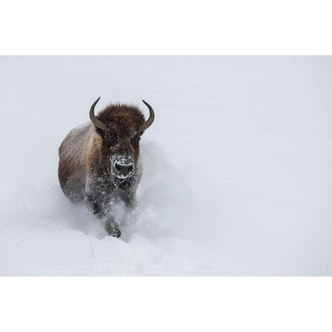 USA-Wyoming-Yellowstone National Park Lone bull bison running in deep snow White Modern Wood Framed Art Print by Hopkins, Cindy Miller