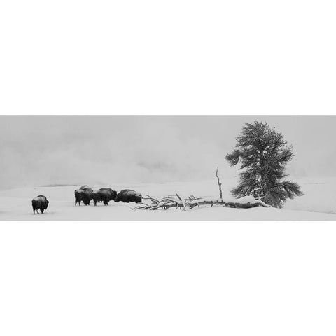 USA-Wyoming-Yellowstone National Park Bison herd in snow White Modern Wood Framed Art Print by Hopkins, Cindy Miller
